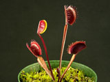 Dionaea muscipula Akai Ryu