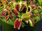 Dionaea muscipula Big Mouth