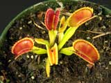 Dionaea muscipula Dentate Traps
