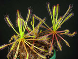 Drosera capensis broad leaf