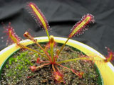 Drosera capensis all-red