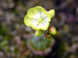 Drosera citrina flower