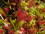 Drosera rotundifolia - group of red plants