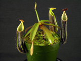 Nepenthes midei