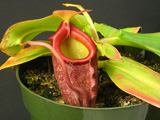 Nepenthes rajah - large plant