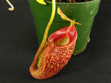 Nepenthes talangensis - pitcher detail
