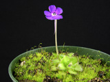 Pinguicula cyclosecta with flower