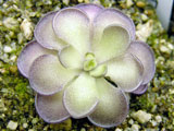 Pinguicula cyclosecta with flower