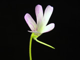 Pinguicula "Fraser Beaut" flower