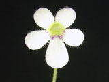 Pinguicula ibarrae flower