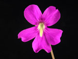 Pinguicula 'John Rizzi' flower