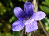 Pinguicula macroceras flower