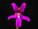 Pinguicula moranensis f. orchidioides flower