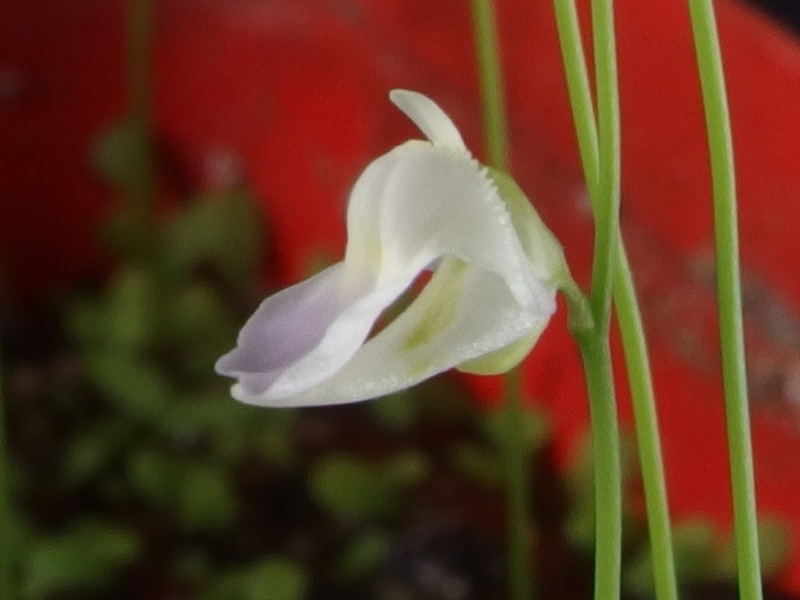 Utricularia sandersonii (narrow flower form)